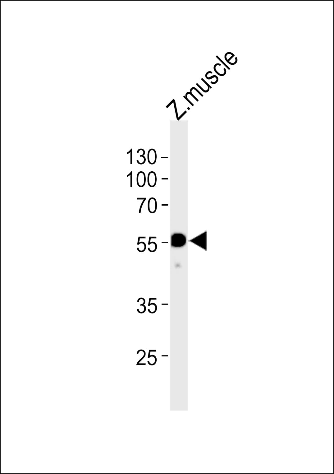 hnf1bb Antibody (aa212-245)