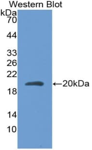 IL18 Antibody (aa37-194)