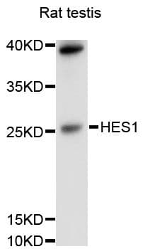 HES1 / HES-1 Antibody