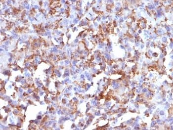CD68 Antibody (clone LAMP4/824)