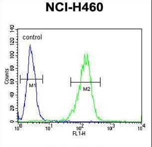 PA26 / SESN1 Antibody (aa312-341)