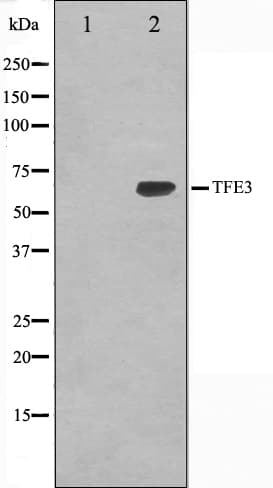 TFE3 Antibody