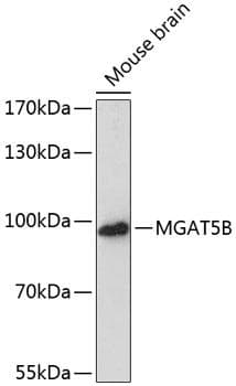 MGAT5B Antibody