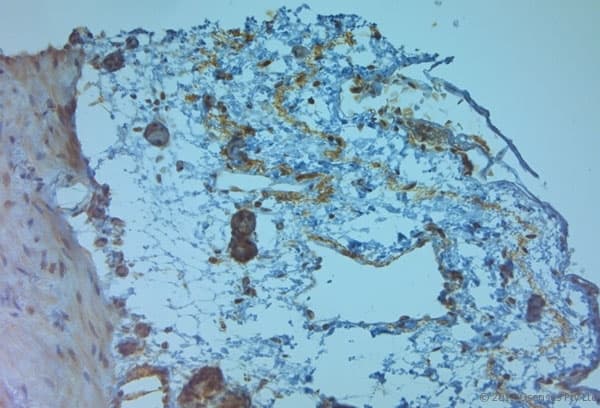 TJP2 / ZO2 / ZO-2 Antibody (aa740-790)