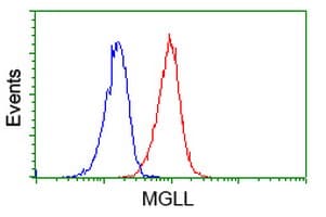 MGLL / Monoacylglycerol Lipase Antibody (clone OTI1A1)