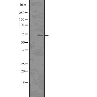 CDC7 Antibody