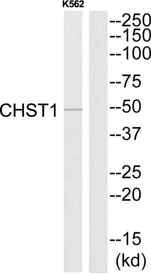 CHST1 Antibody