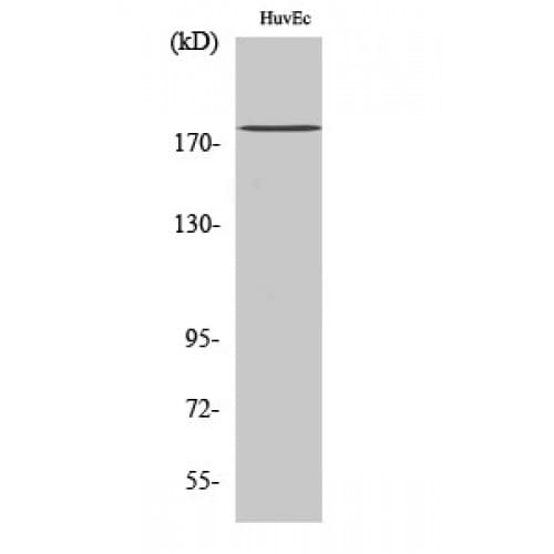 IQGAP3 Antibody (80-160 aa, N-terminal)