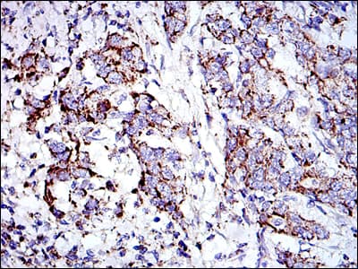 IHC-plus™ PHB / Prohibitin Antibody (clone 5H7)