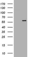 ETS2 Antibody (clone OTI3B9)