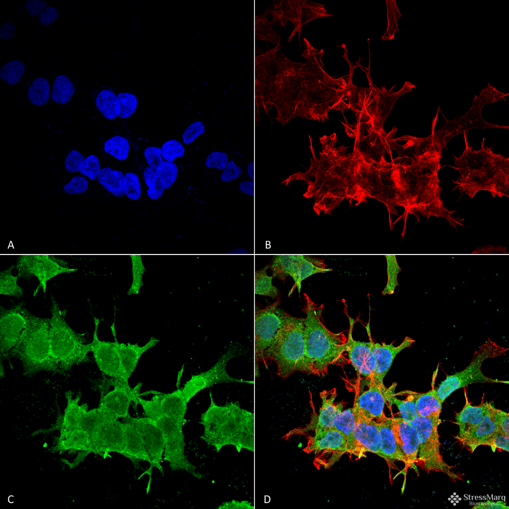 SPTBN4 Antibody (clone S393-2)