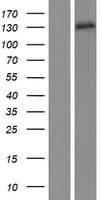 PDZRN3 Protein (Over-Expression Lysate Myc-DDK (Flag))