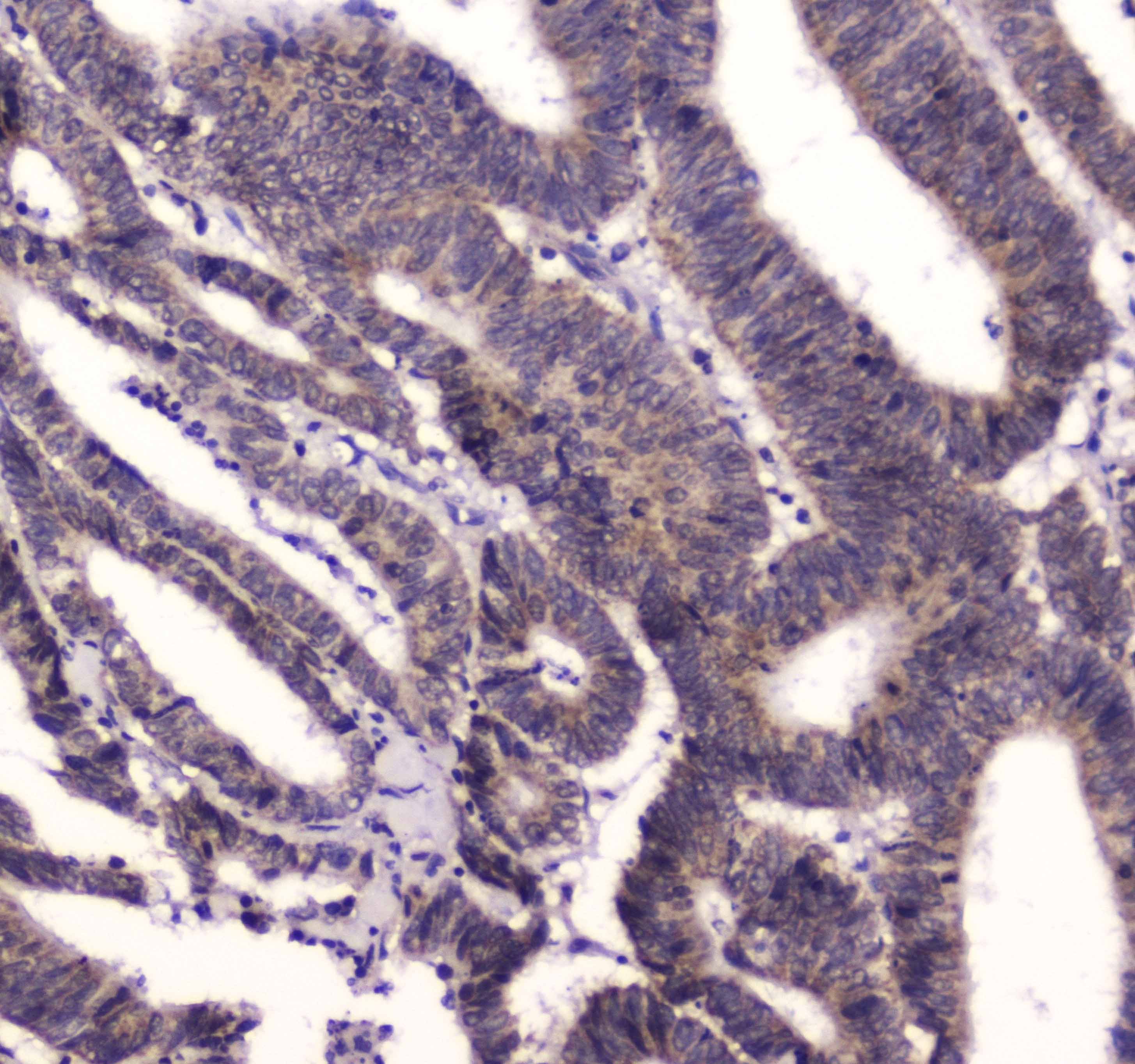 BRD7 Antibody