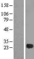 RAB2A / RAB2 Protein (Over-Expression Lysate Myc-DDK (Flag))