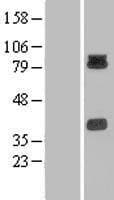 PCDHB15 Protein (Over-Expression Lysate Myc-DDK (Flag))