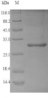 Corylus avellana 2S Albumin Protein (Recombinant 6His-SUMO, N-terminus)
