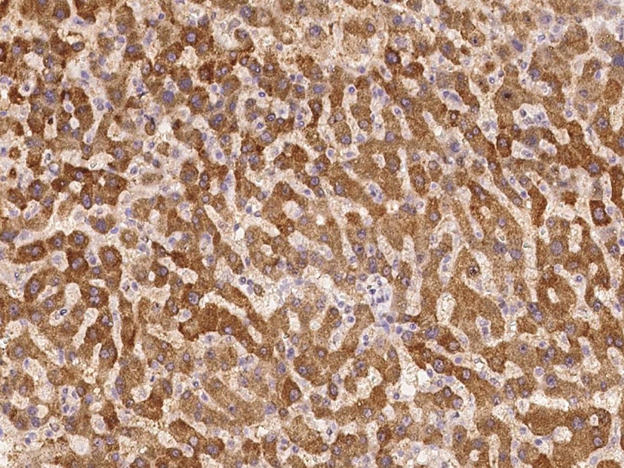 RSG1 Antibody