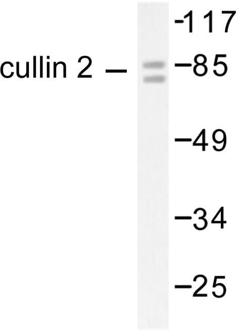 CUL2 / Cullin 2 Antibody (Ile726)