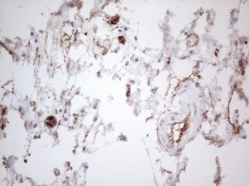 CD34 Antibody (aa312-385, clone OTI11A5)