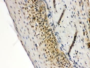RAG2 / RAG-2 Antibody