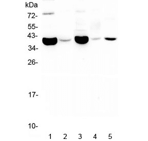 CD24 Antibody