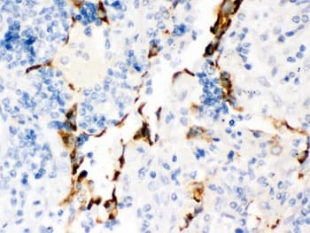 KCNA4 / Kv1.4 Antibody
