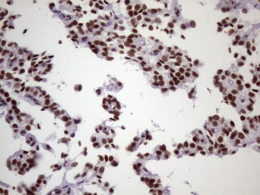 NUDT21 Antibody (aa2-227, clone OTI13H1)