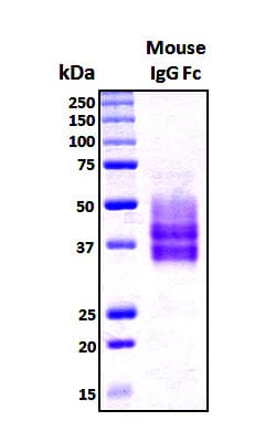 Mouse IgG2b Fc Protein (Recombinant 6His, N-terminus)