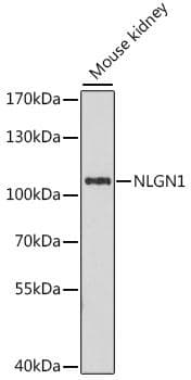 NLGN1 / Neuroligin 1 Antibody