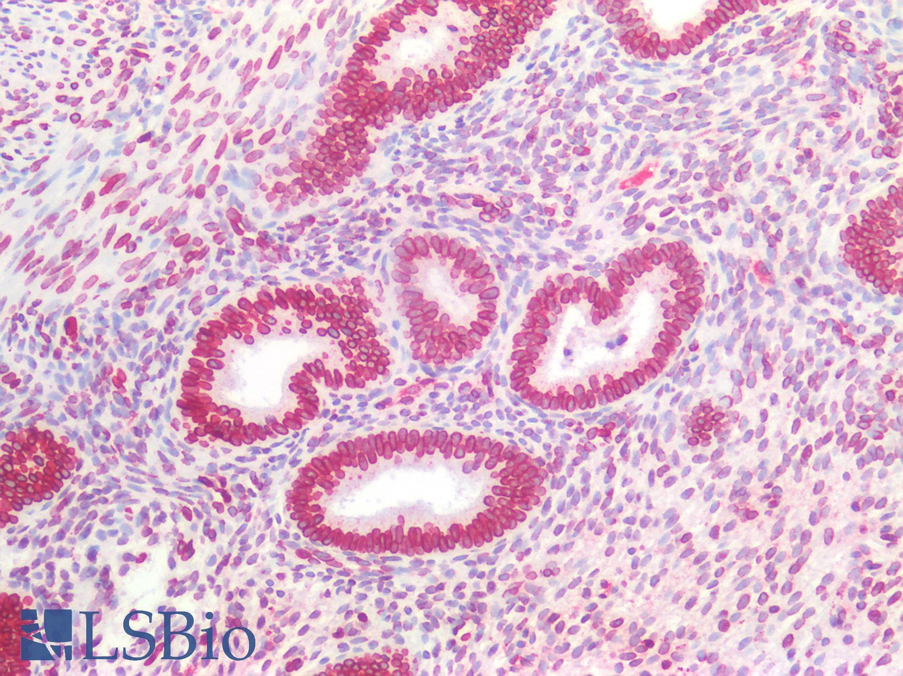 PathPlus™ Polyclonal Rabbit anti-Human LMNB1 / Lamin B1 Antibody (IHC, WB)