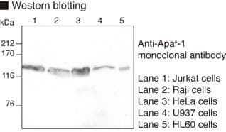Monoclonal Mouse anti-Human APAF1 / APAF-1 Antibody (clone 5C1, WB)