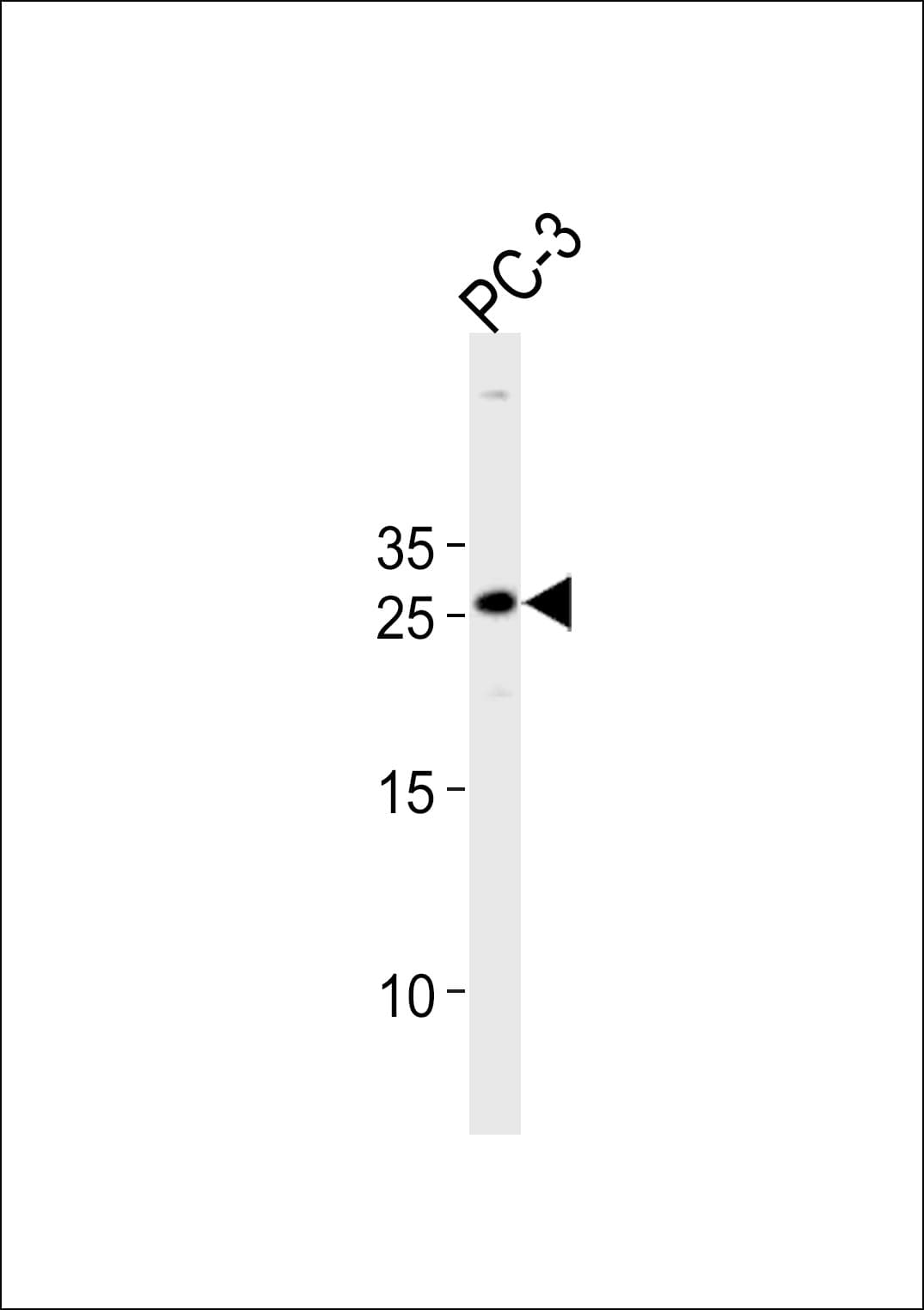 HOXC6 Antibody (aa200-227)