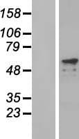 PRKAG2 / AMPK Gamma 2 Protein (Over-Expression Lysate Myc-DDK (Flag))