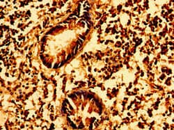 GSX1 / GSH1 Antibody
