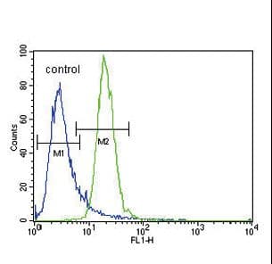 PRKAA2 / AMPK Alpha 2 Antibody (Thr172)