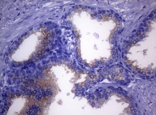 Monoclonal Mouse anti-Human CD38 Antibody (clone OTI1C9, aa43-300, IHC, WB)