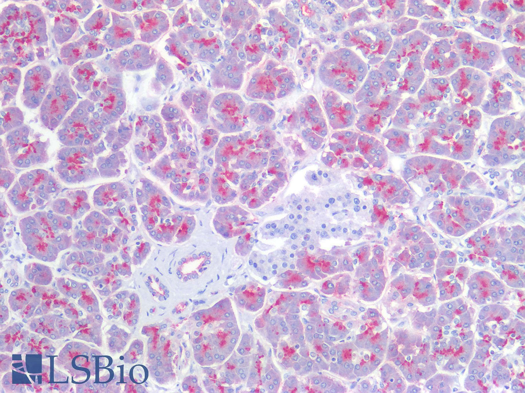 IHC-plus™ EMA / MUC1 Antibody (clone E29)