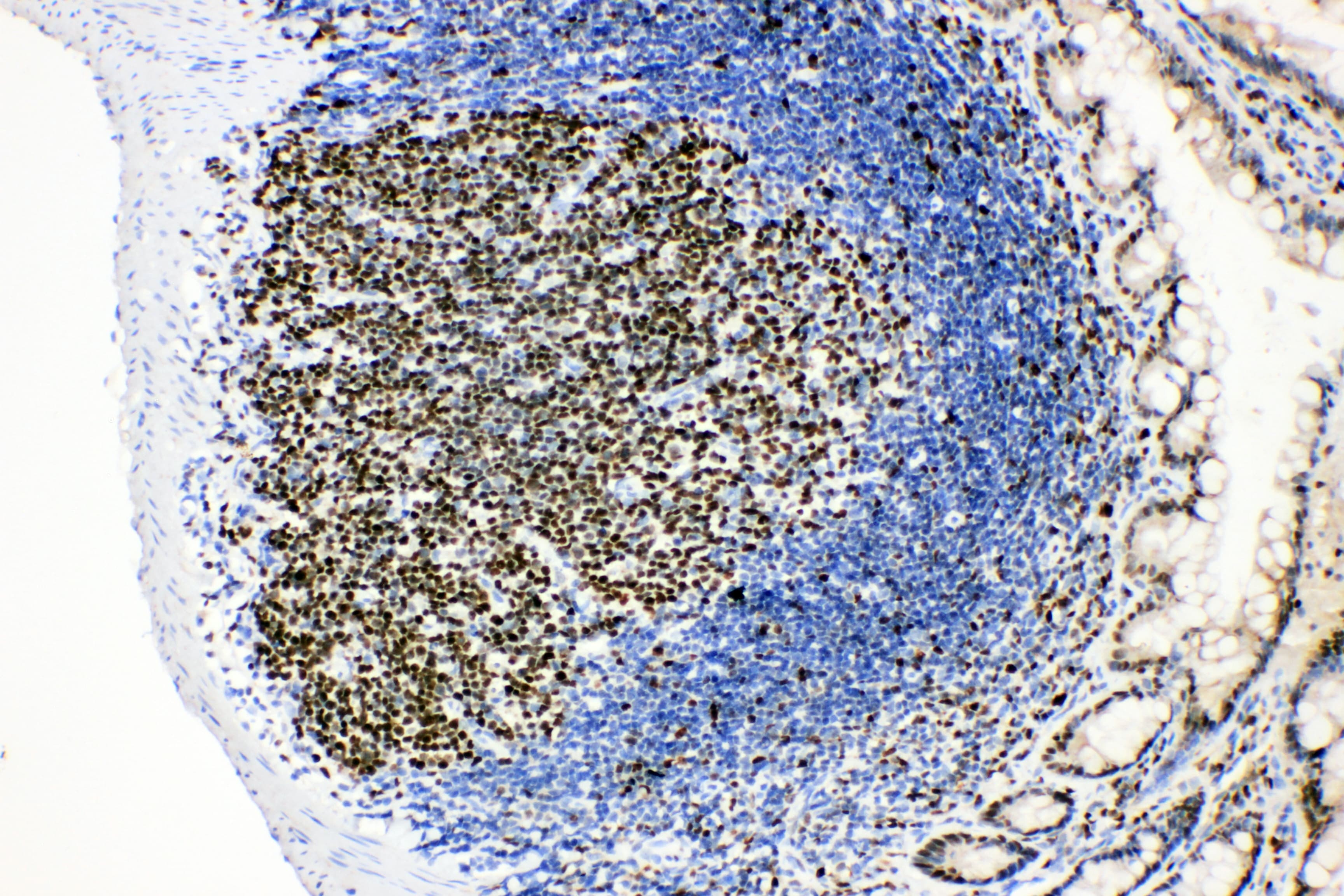 MCM2 Antibody (aa884-904)