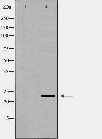 FGF10 Antibody