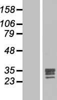 FGF17 Protein (Over-Expression Lysate Myc-DDK (Flag))