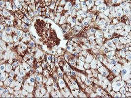 ENPEP / Aminopeptidase A Antibody (clone OTI3G1)