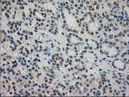 STK39 / SPAK Antibody (clone OTI4H3)