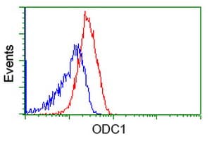 Monoclonal Mouse anti-Human ODC1 / Ornithine Decarboxylase Antibody (clone OTI1G6, IF, WB)