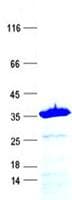 Human Apolipoprotein A-II (Recombinant GST, N-terminus + His, C-terminus)