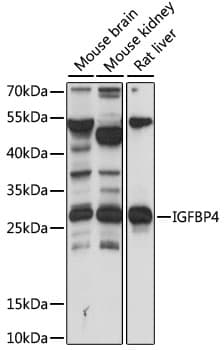 IGFBP4 Antibody