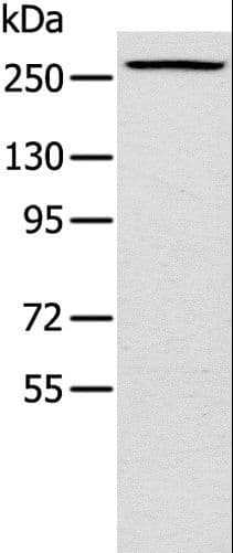 TLN1 / Talin 1 Antibody