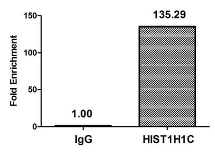 HIST1H1C Antibody