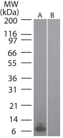 CCL20 / MIP-3-Alpha Antibody (clone IMG4N5F7)