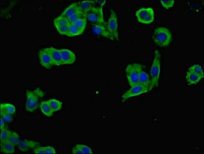 NEGR1 / Neurotractin Antibody