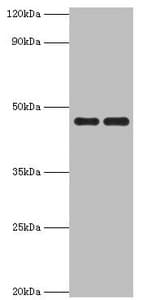 PAX6 Antibody (aa1-300)